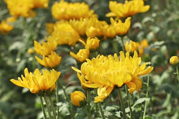 Fleur de chrysanthème en tropical