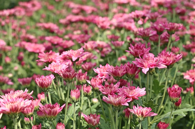 Fleur de chrysanthème en tropical