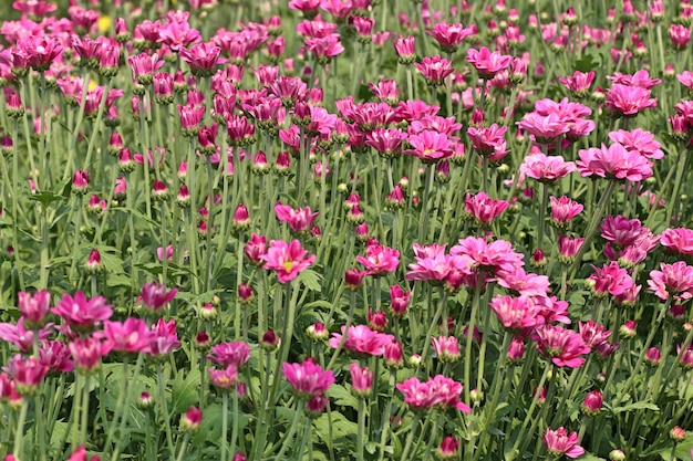 Fleur de chrysanthème en tropical