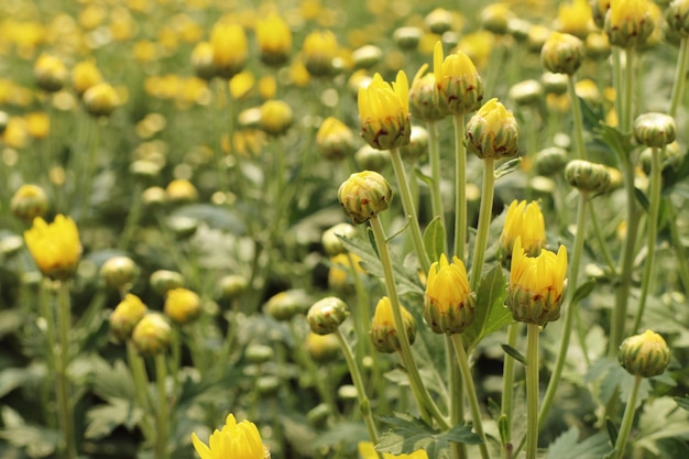 Fleur De Chrysanthème En Tropical