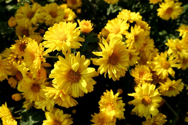 Fleur de chrysanthème à vendre