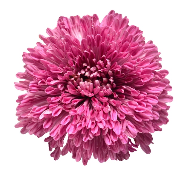 Fleur de chrysanthème violet isolé sur fond blanc Creative concept automne objet motif floral Télévision jeter Vue de dessus