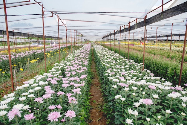 Fleur de chrysanthème