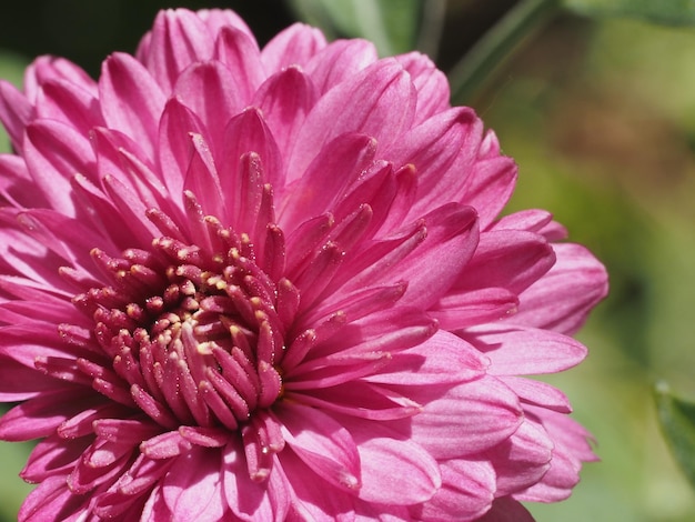 Fleur de chrysanthème