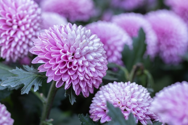 Fleur de chrysanthèmes pompon dans le jardin