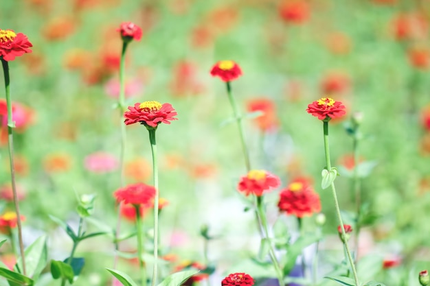 Fleur de chrysanthèmes rouges.