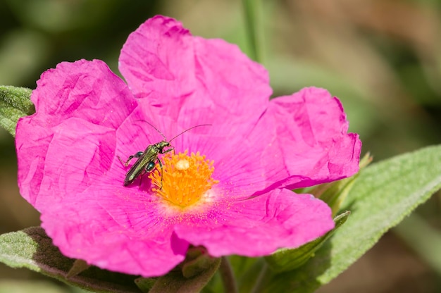 Fleur de ciste