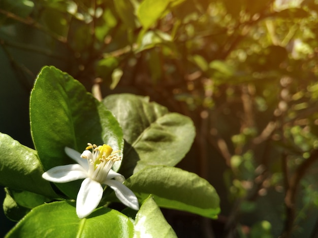 Fleur de citron vert