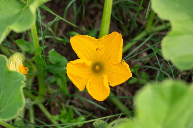 Fleur de citrouille jaune vif sur un buisson. Culture et entretien des légumes.