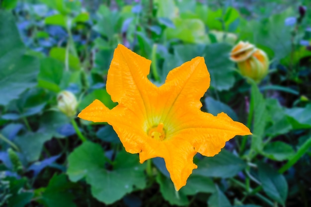 Fleur de citrouille jaune