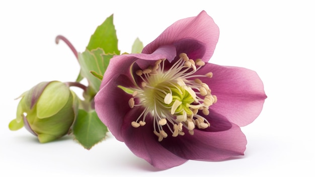 Une fleur de clématite avec une feuille verte et un fond blanc