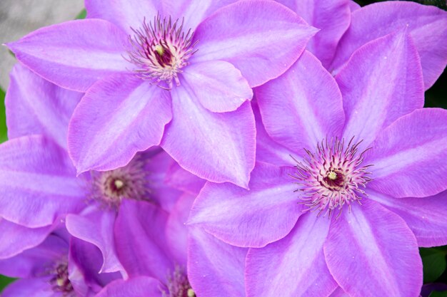 Photo fleur de clématite lavande. fond violet.