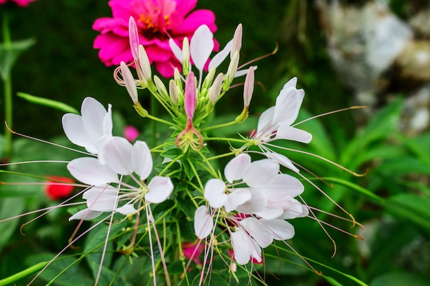 Fleur de Cleome blanche