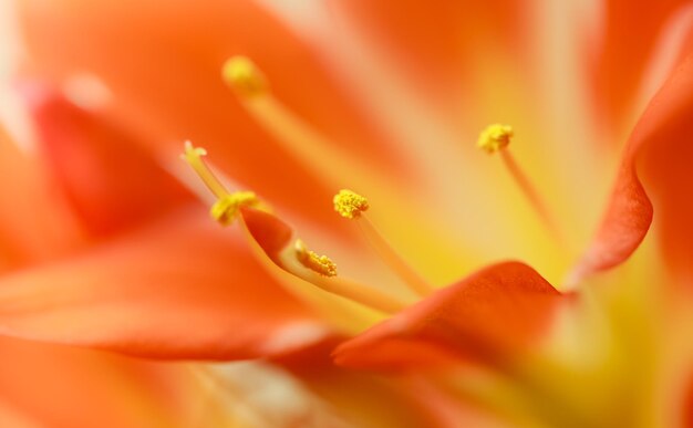 Fleur de clivia miniata en fleurs orange