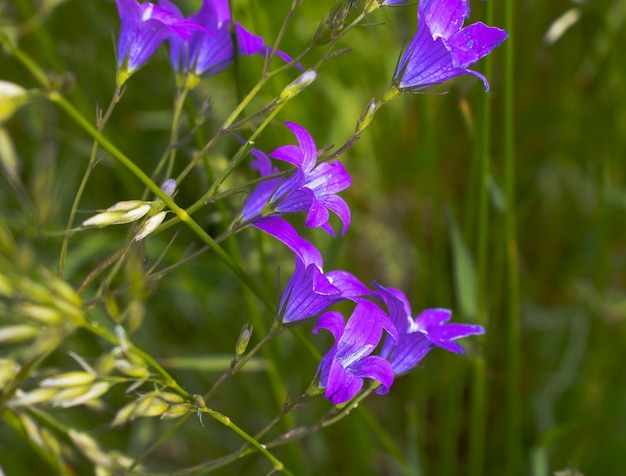 Fleur de cloche de champ sur un fond vert