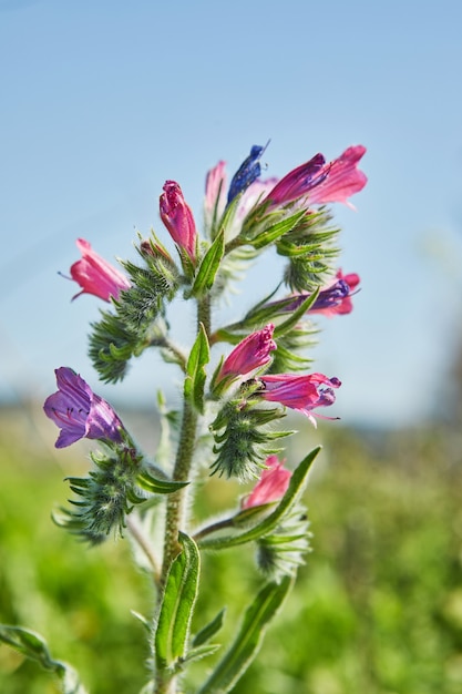 Fleur de cloche en fleurs, dans un champ au printemps. Prise de vue macro.