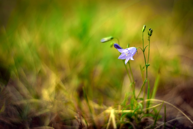 Fleur de clochette sur un pré