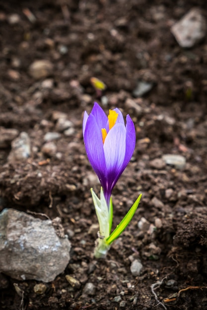 Fleur de cocus violet.