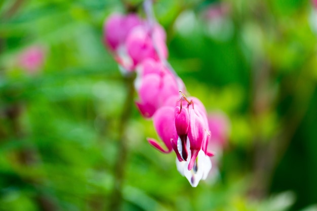 Fleur de cœur saignant