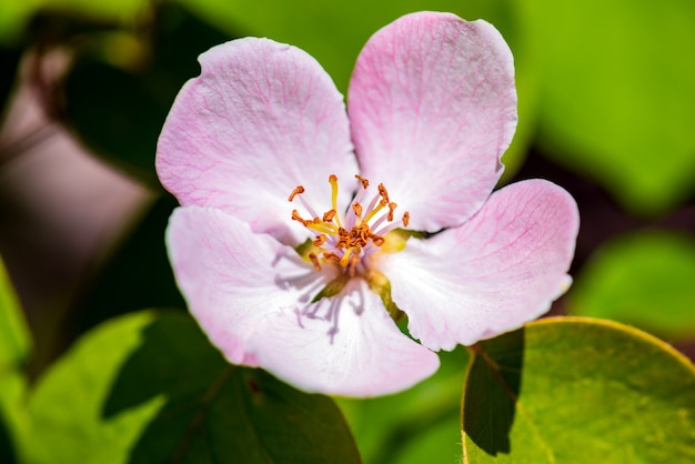 Fleur de coing sur une branche d'arbre