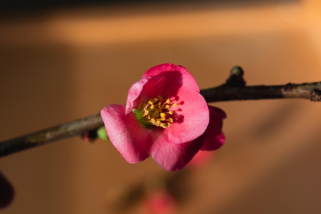 Fleur de coing japonais rose et branche Chaenomeles japonica malus floribunda