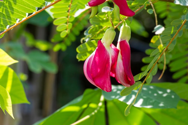 Fleur de colibri de légumes rouges Fleur d'août Sesbania grandiflora bourgeons floraux