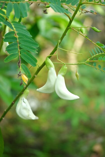 Fleur de colibri sesban agasta sesbania grandiflora white agasta agasti fleur sur arbre dans le jardin Bunga Turi putih