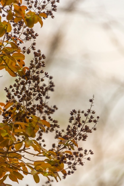 fleur colorée sur un arbre tropical en Thaïlande