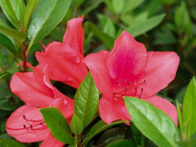 Fleur colorée en arrière-plan fleuri