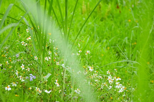 Fleur colorée en arrière-plan fleuri