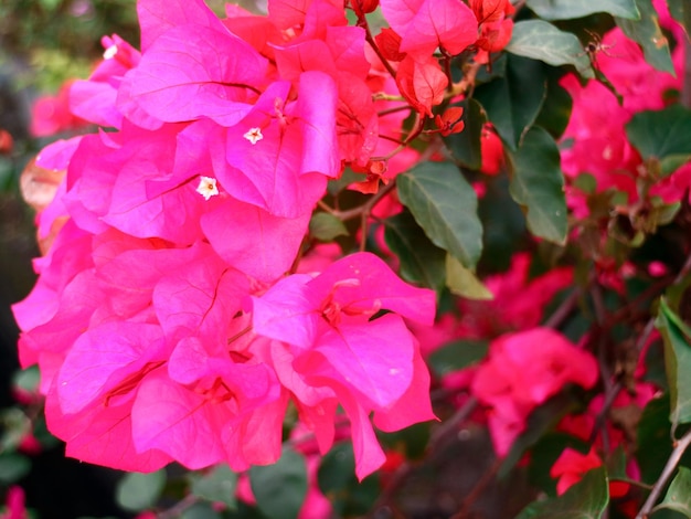 Fleur colorée en arrière-plan fleuri