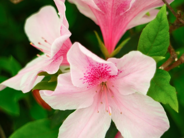 Fleur colorée en arrière-plan fleuri