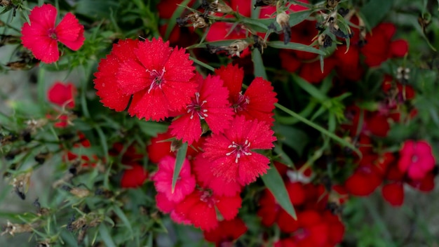 Fleur colorée dans le jardin Une fleur de beauté dans le jardin