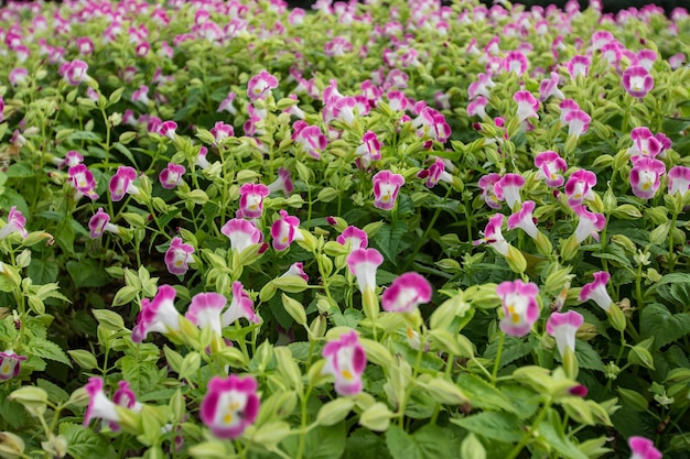 fleur colorée dans le jardin