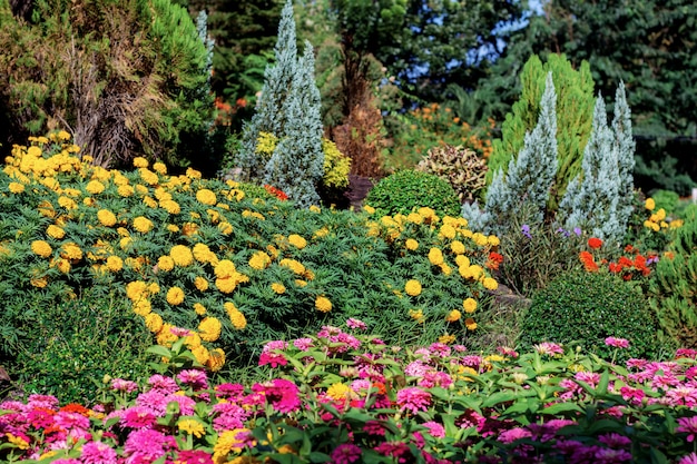 Fleur colorée dans le jardin.