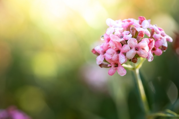 Fleur colorée dans le jardin