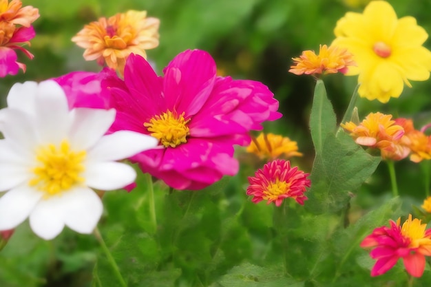 fleur colorée dans le jardin