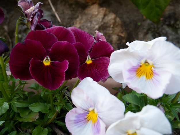 Fleur colorée dans le pot de jardin