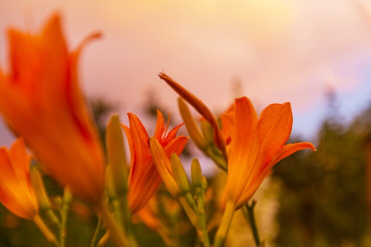 Fleur colorée incroyable