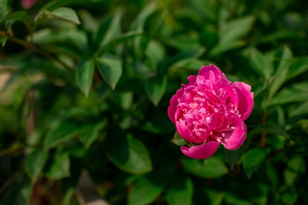 Fleur colorée lumineuse sur feuillage vert foncé