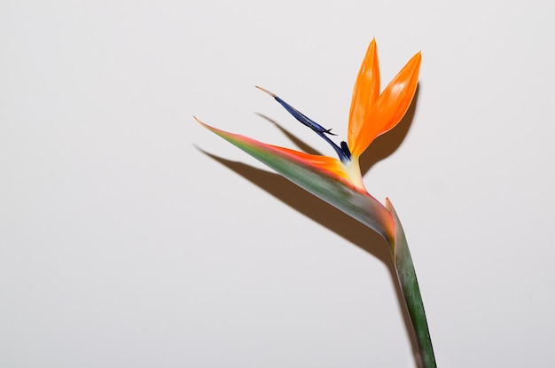 Fleur colorée d'oiseau de paradis