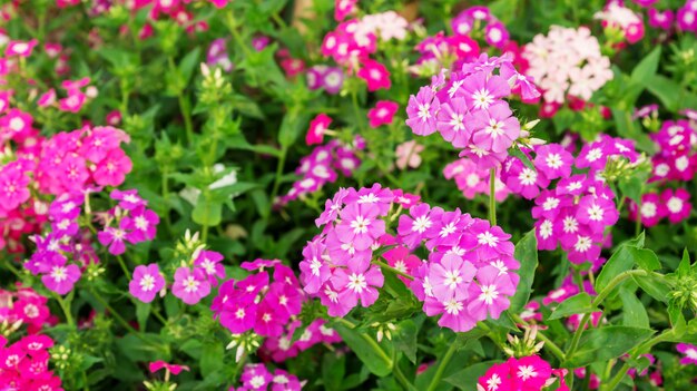 Fleur colorée de Phlox drummondii dans un jardin.