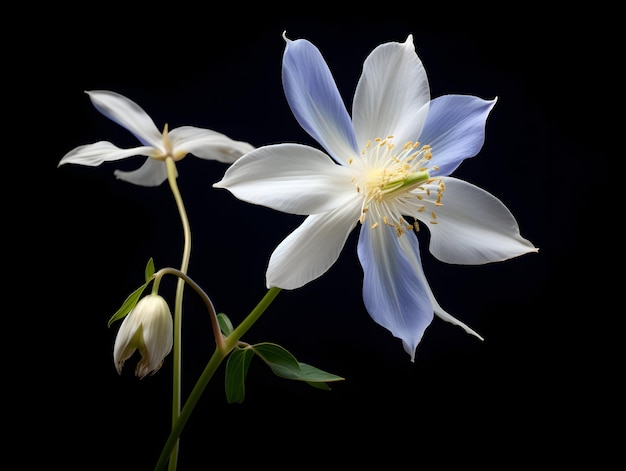 La fleur de Columbine dans le fond du studio, une seule fleur de Colombine, une belle fleur, une image générée.