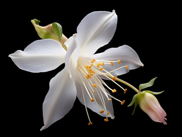 La fleur de Columbine dans le fond du studio, une seule fleur de Colombine, une belle fleur, une image générée.