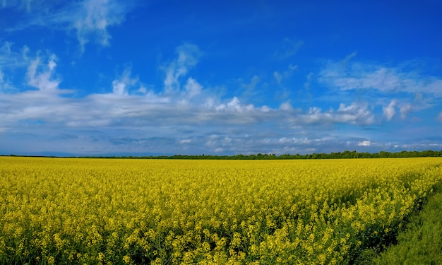 Fleur de colza sur un champ au printemps en Ukraine