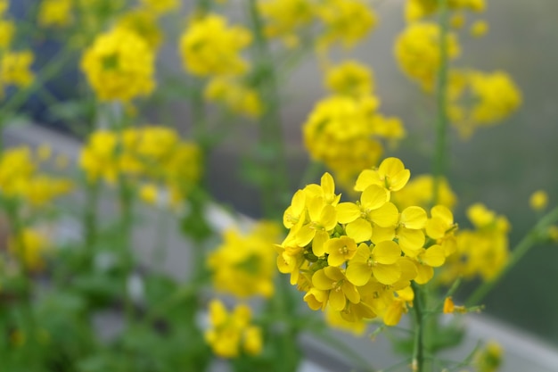 Fleur de colza en fleurs gros plan.