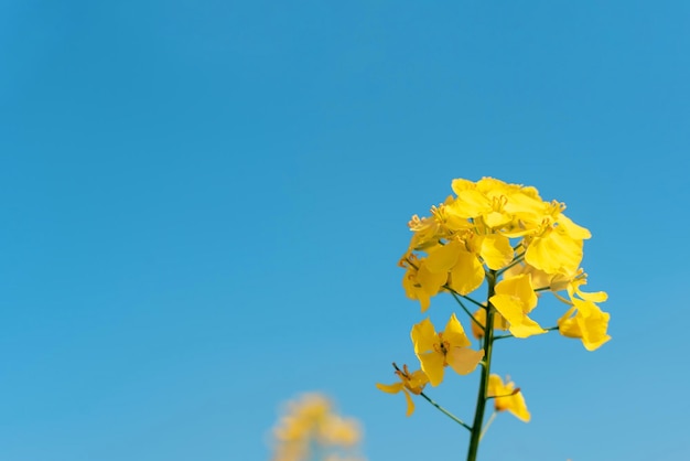 Fleur de colza sur un fond de ciel bleu Espace pour le texte