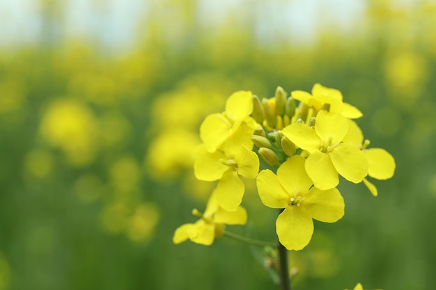 Fleur de colza, gros plan et mise au point sélective