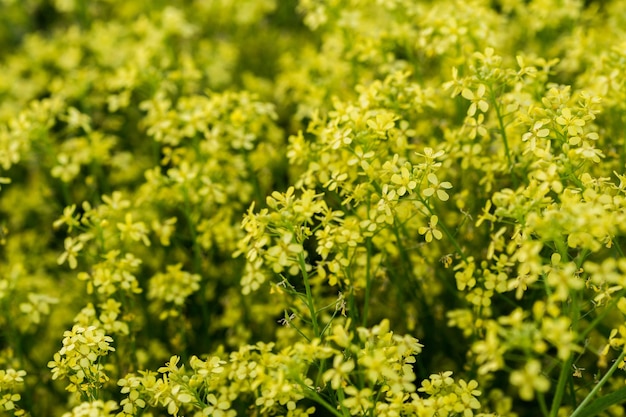 Fleur de colza jaune sauvage avec mise au point sélective et boke blur