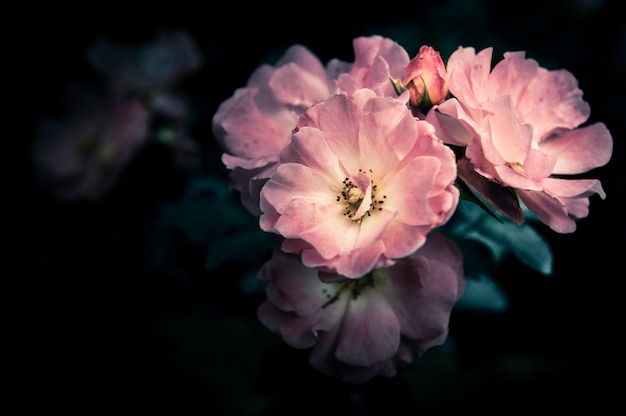 fleur sur la conception de la fleur noire